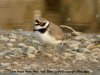 Little Ringed Plover at Fleet Head (Steve Arlow) (60724 bytes)